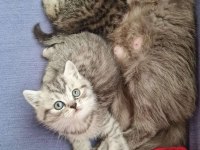 45 günlük silver british longhair