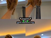 KOYU RENK KORE TEACUP MALTİPOO YAVRUMUZ YENİ YUVASINA HAZIR