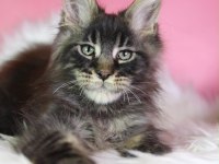 Üst kaliteli maine coon erkek orman rengi