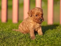 Maltipoo yavrular