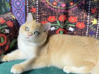 A kalite golden british shorthair