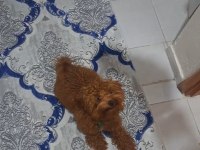 Çok güzel neşeli sevecen mecburiyetten poodle