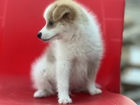Pomeranian spitz eğitimli aşıları tam acil