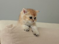 ŞECERELİ SAFKAN GOLDEN BRİTİSH BEBEKLER