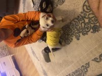 Chihuahua 3 aylık dişi