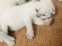 Safkan Scottish Fold