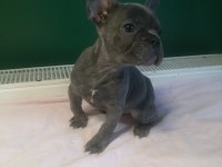Anatomi harikası blue french bulldog yavrularımız