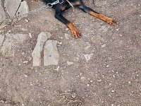 Doberman Korucularım
