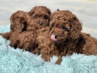 Petmode köpek çiftliğinde ziyarete açık toy poodle