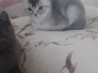 3.5 aylık erkek british shorthair
