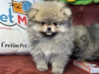 Wc eğitimli tea cup pomeranian yavrularımız