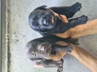 Labrador retriever