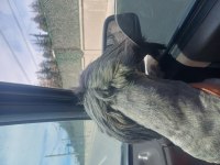 Terrier köpeği