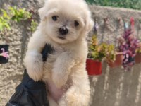 Kore Maltese Yavrular