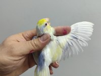 Damızlık takım turkuaz forpus