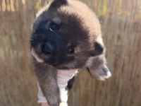 Shiba Inu, nadir, safkan,asil