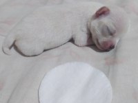 ORJINAL IRK GARANTILI ŞİVAVA YAVRULARIMIZ