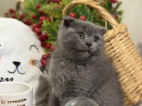 Dişi Scottish Fold Bebeklerimiz