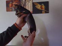 0 numara dişi pinscher çok ufak olacak
