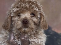 Özel Maltipoo Yavruları