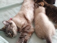 British Shorthair Bebekler