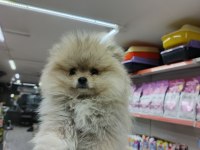 Yeni yuvalarına gitmeye hazır pomeranian
