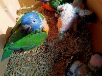 Lori Papağanı Bebekler