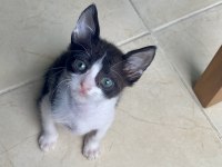 Kedi sevgimiz