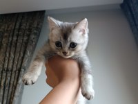 Yakışıklı mı yakışıklı british shorthair bebişlere yuva