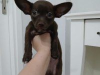 Çikolata Chihuahua