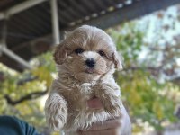 Bizimle tanışmadan karar vermeyin maltipoo