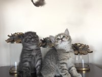 Scottish fold yavrularımıza yuva arıyoruz