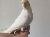 Eğitmelik iki aylık bebek lutino sultan papağanı
