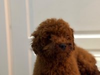 6 Aylık Erkek Poodle