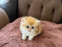 British Longhair Kedisi