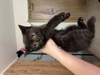 Siyah British shorthair