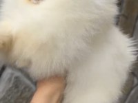 MUHTEŞEM KALİTE ORİJİNAL IRK POMERANİAN BOO DİŞİ