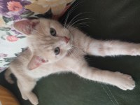 British Shorthair Aslan Parçası Yeni Yuvasını Arıyor
