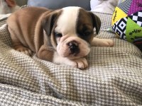 Petmode Köpek Çiftliğinden englis bulldog