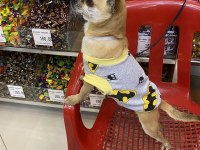 Chihuahua tüm aşıları tam full oyuncu