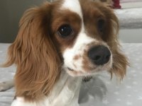 6 aylık cavalier king charles