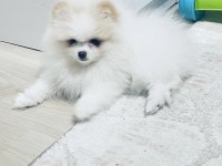 Pomeranian boo köpeğimiz
