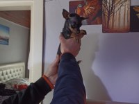 Minyatür pinscher dişi 4 aylık