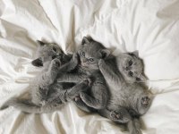 BEKLENEN İLAN AÇILDI A+ SAF KAN BRITISH SHORTHAIR YAVRULAR