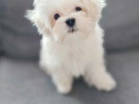 Maltese Terrier Yavru Aşıları Tam Harika Yavrular