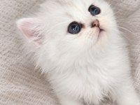 British longhair sağlıklı yavru