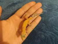 Yavru Leopard Geckolar