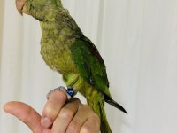 Son bebek alexander el besleme büyüyor