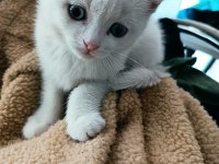 2 aylık british shorthair odd eyes
