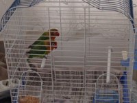 Bir Dişi Bir Erkek Cennet Papağanı